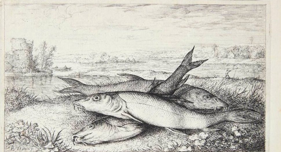 Barbe (Barbus) by Albert Flamen