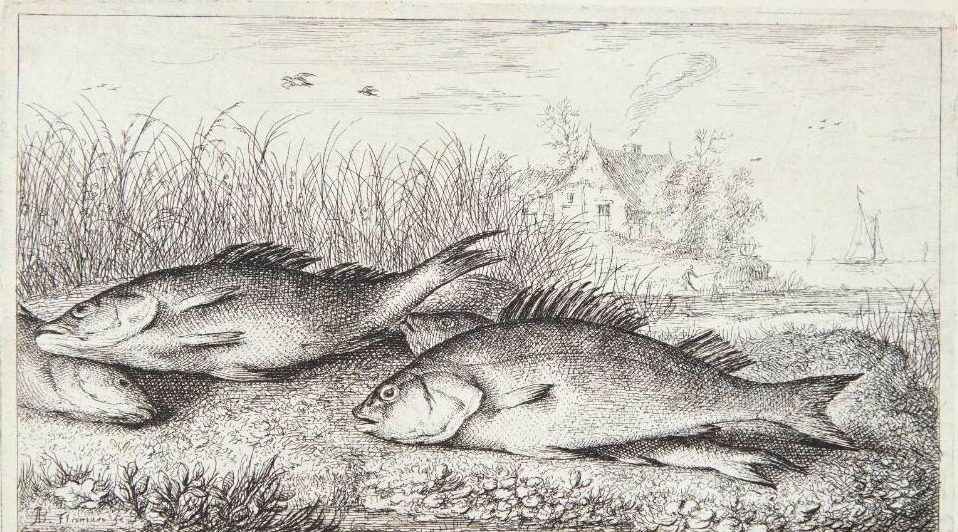 Aborre (Perca) by Albert Flamen