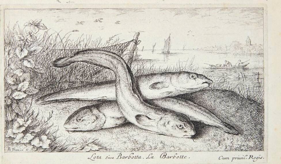 Ferskvandskvabbe (Lota siue Barbotta) by Albert Flamen