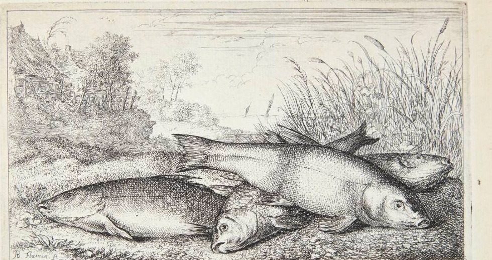 Suder (Tinca piscis) by Albert Flamen