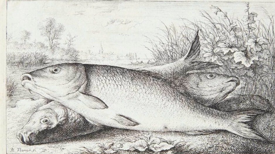 Karpen (Cyprinus) by Albert Flamen