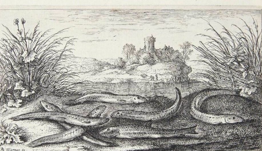 Smerlingen (Apua Cobitus fluuiatilis) by Albert Flamen