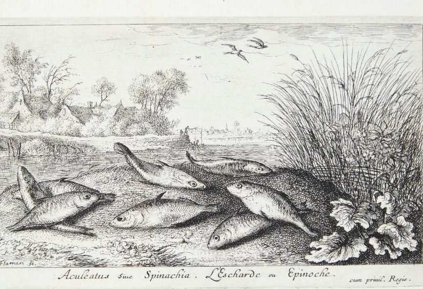 Hundestejle (Aculeatus siue Spinachia) by Albert Flamen