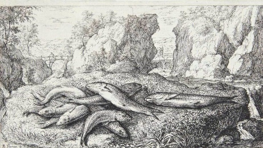 Grundling (Gabius siue fundulus) by Albert Flamen