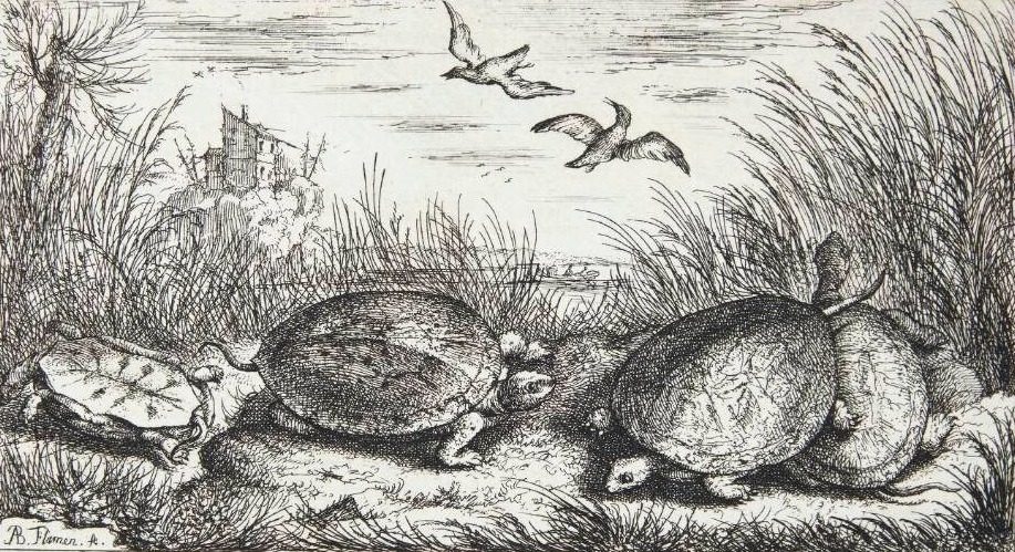 Ferskvandsskildpadden (Testudo fluuiatilus) by Albert Flamen