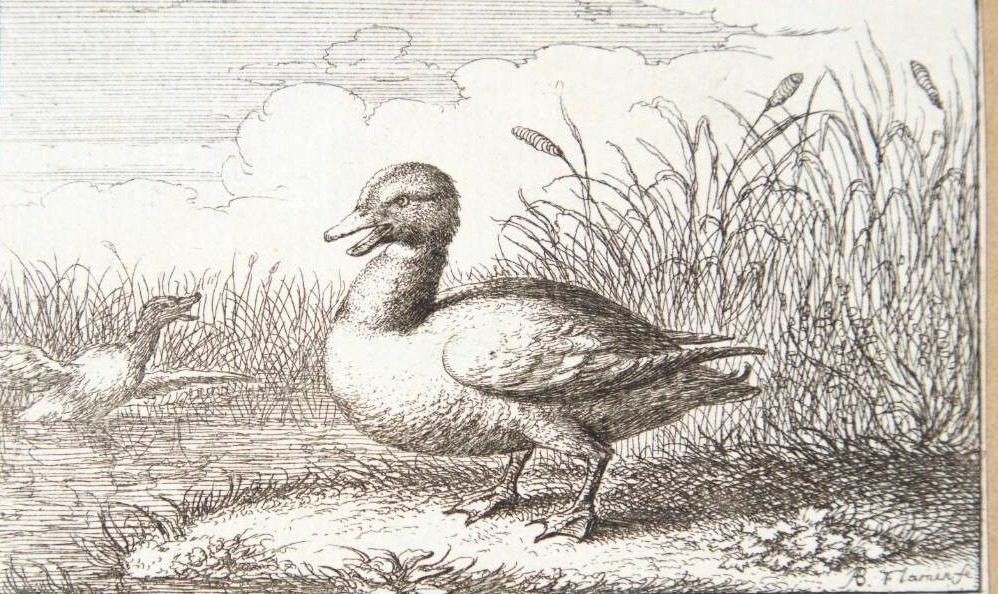 Vildanden (Anas ferus) by Albert Flamen