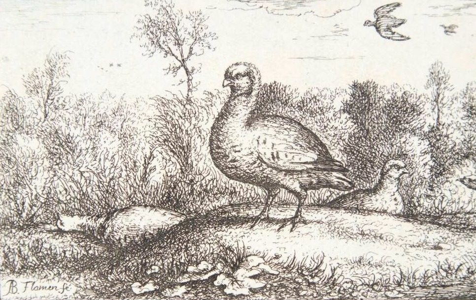 Den rødbenede agerhøne (Perdrix rubra) by Albert Flamen