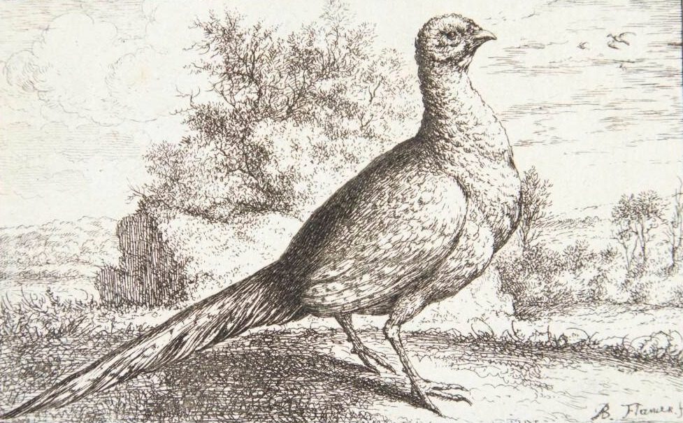Fasanen (Phasianus) by Albert Flamen