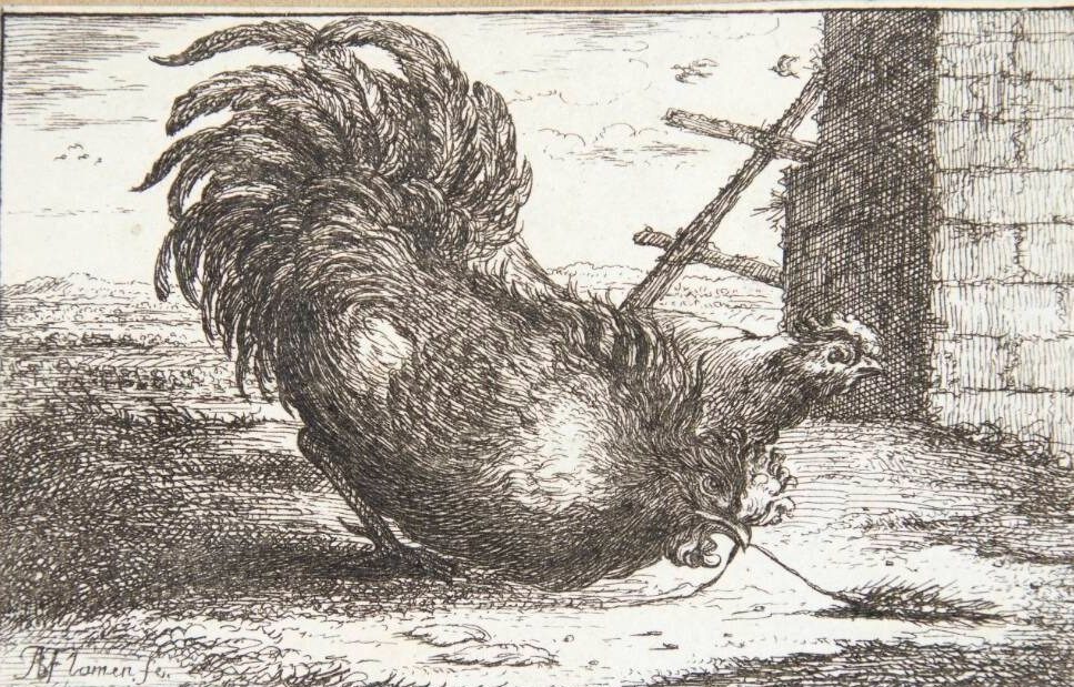 Hanen (Gallus) by Albert Flamen