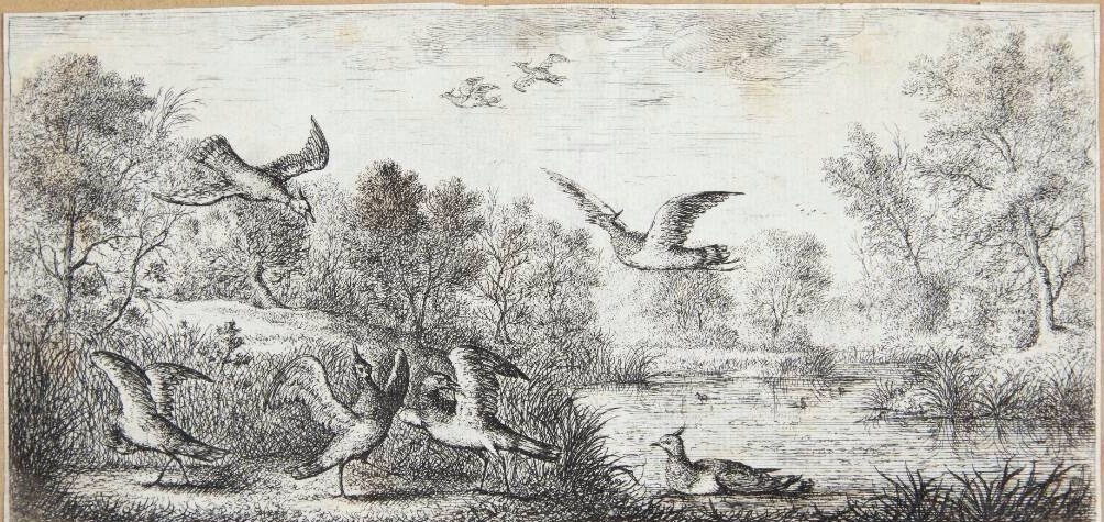 Viben (Vanellus) by Albert Flamen