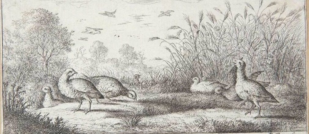 Den rødbenede agerhøne (Perdrix rubra) by Albert Flamen