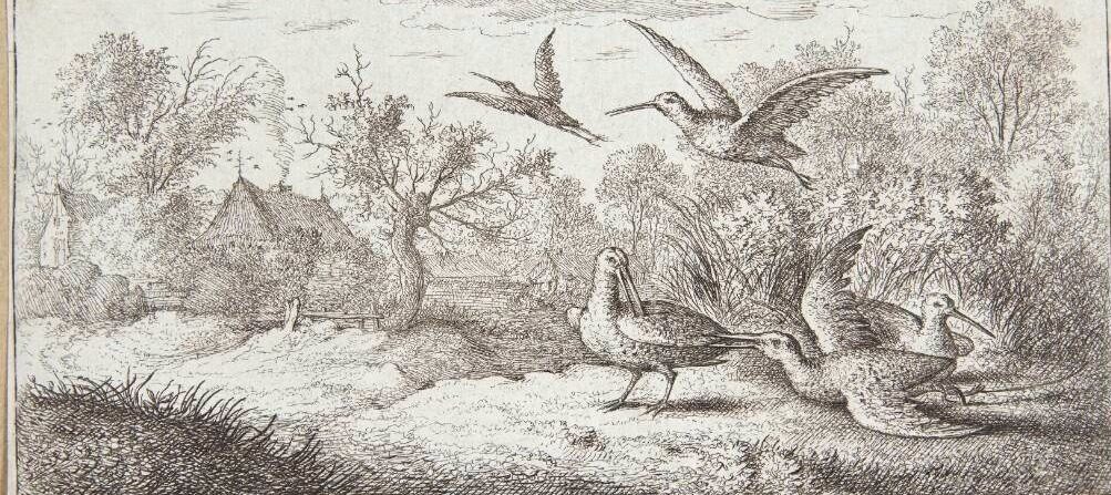 Skovsneppen (Rusticula) by Albert Flamen