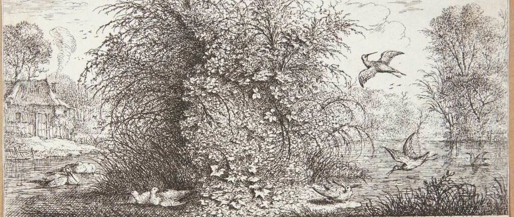 Sneppen (Rusticula minor) by Albert Flamen