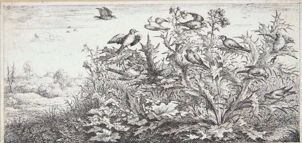 Stillidsen (Carduëlis) by Albert Flamen