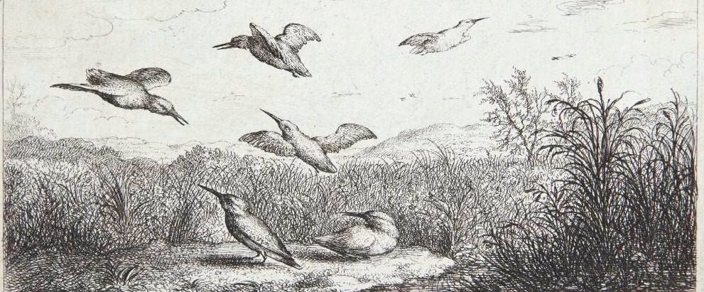 Isfuglen (Alcedo) by Albert Flamen