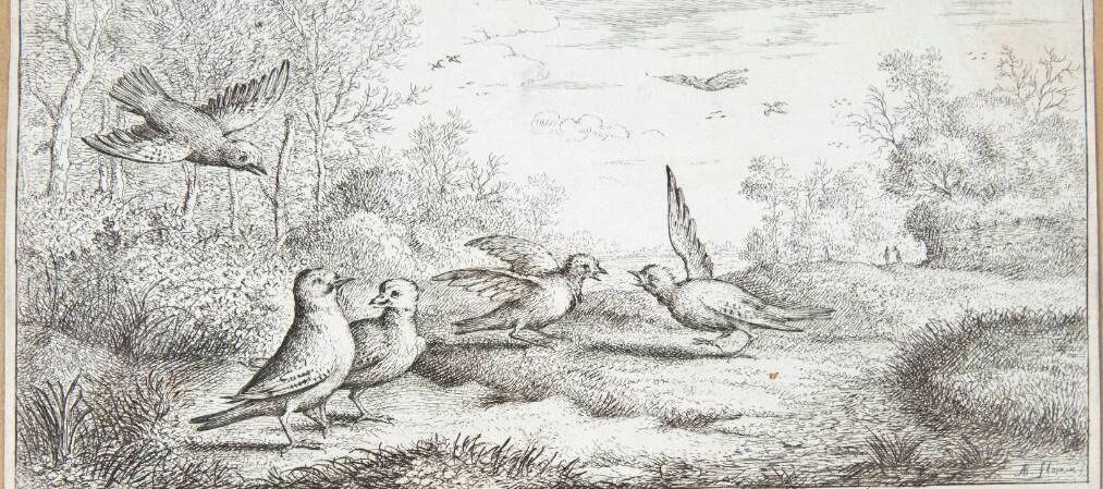 Skovskaden (Garrulus) by Albert Flamen