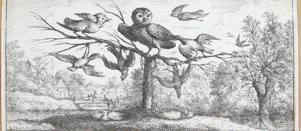 Uglen (Monedula) by Albert Flamen