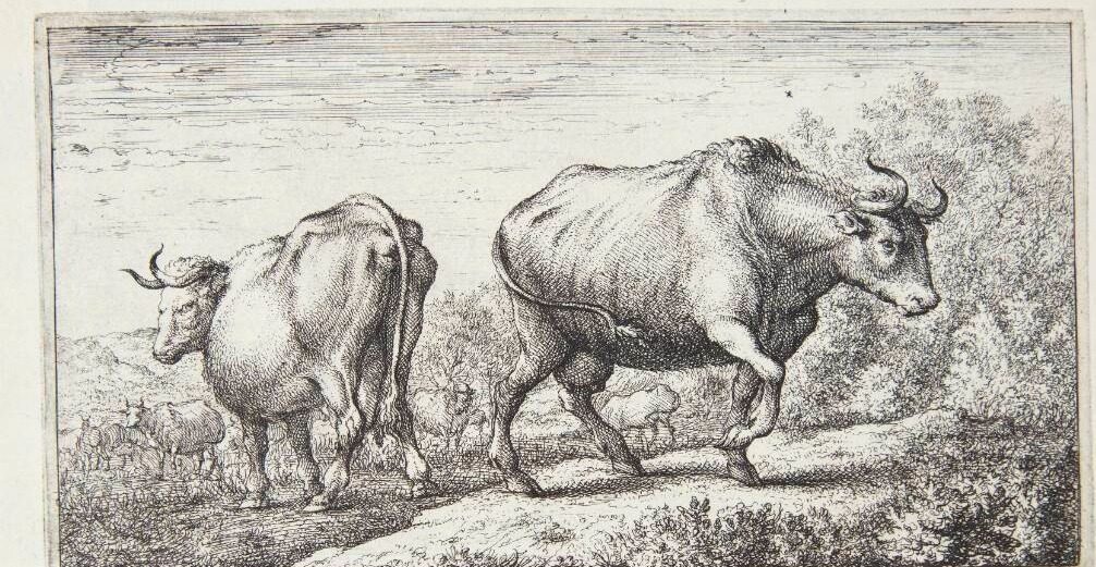 Køer by Albert Flamen