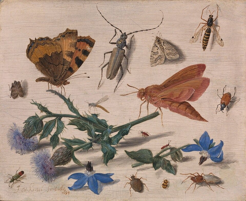 Butterflies, Moths and Insects with Sprays of Creeping Thistle and Borage by Jan van Kessel the Elder