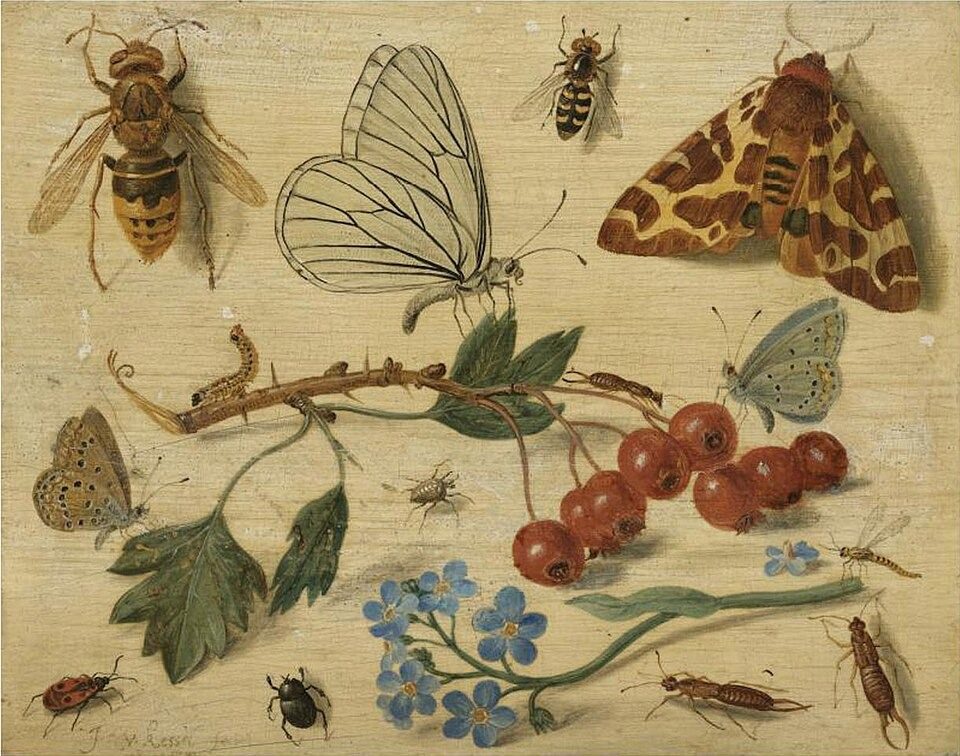 Butterflies, Moths and Insects with Sprays of Common Hawthorn and Forget-Me-Not by Jan van Kessel the Elder