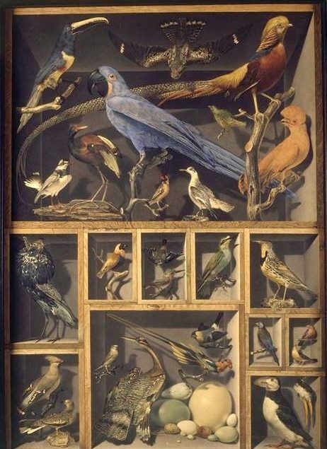 Réunion d'oiseaux étrangers placés dans différentes caisses by Alexandre-Isidore Leroy De Barde