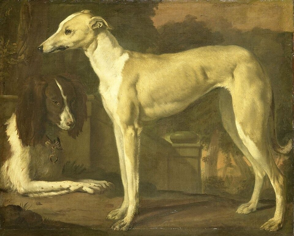 Portret van een hazewindhond en een patrijshond, SK-C-263 by Rijksmuseum